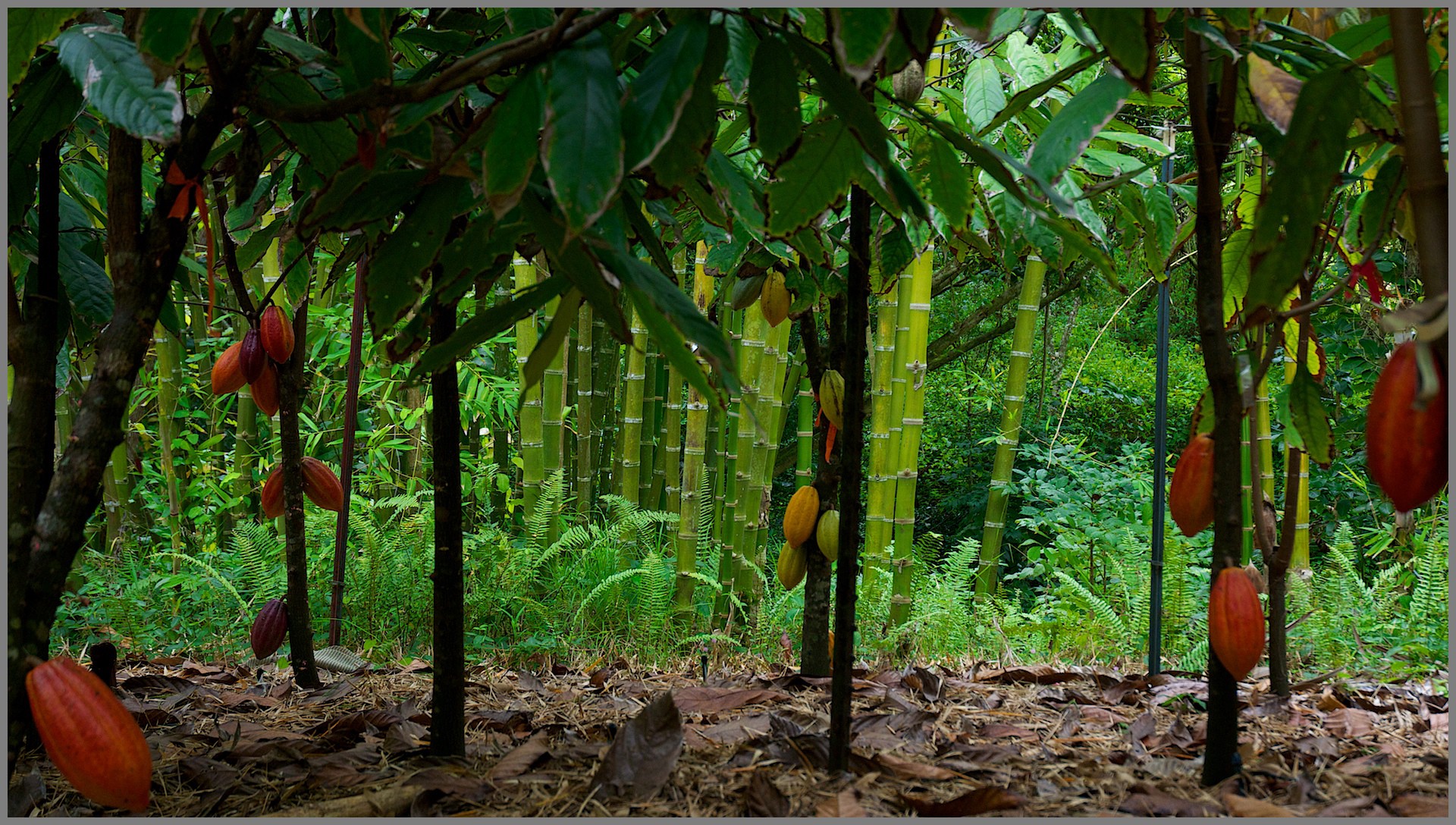 شرکت وارد کننده پودر کاکائو