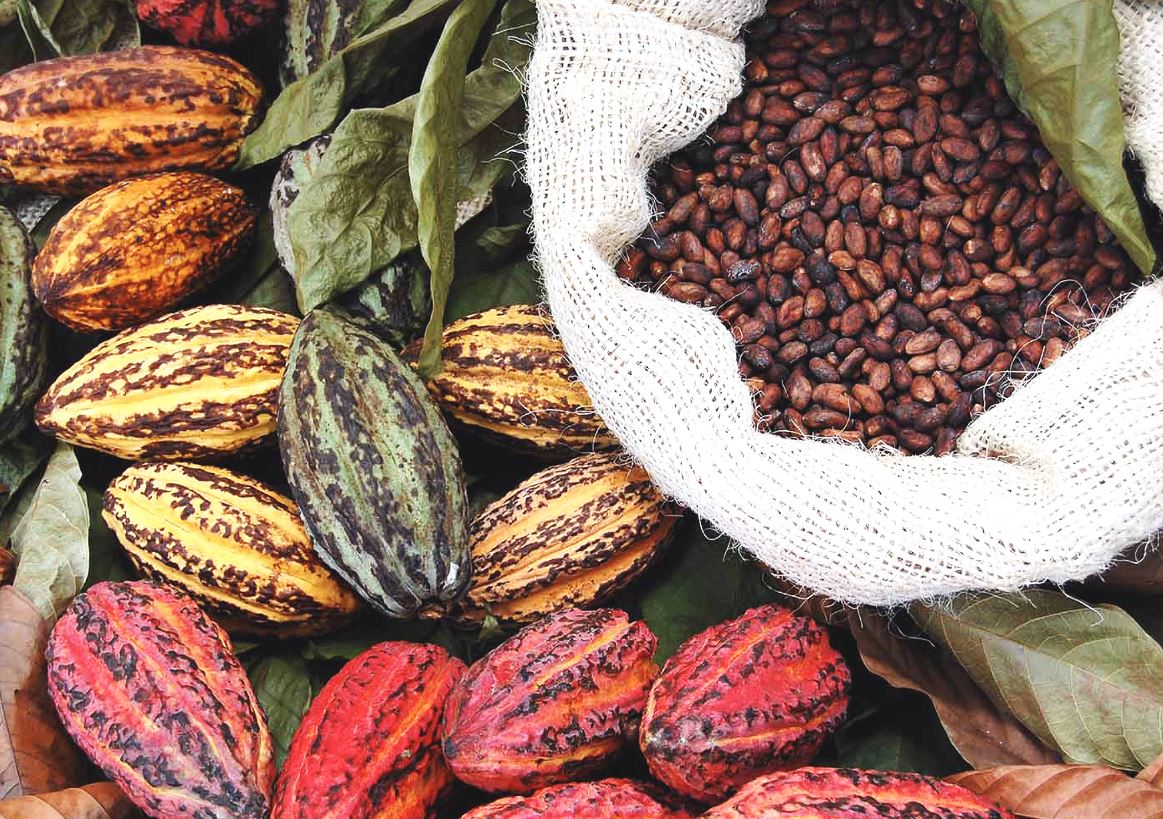 کاربرد های پودر کاکائو در صنعت شکلات