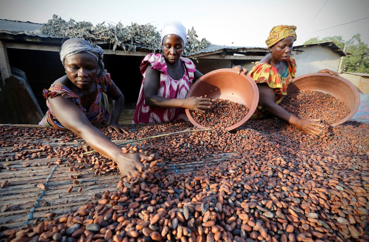 عوامل موثر در  قیمت پودر کاکائو خارجی